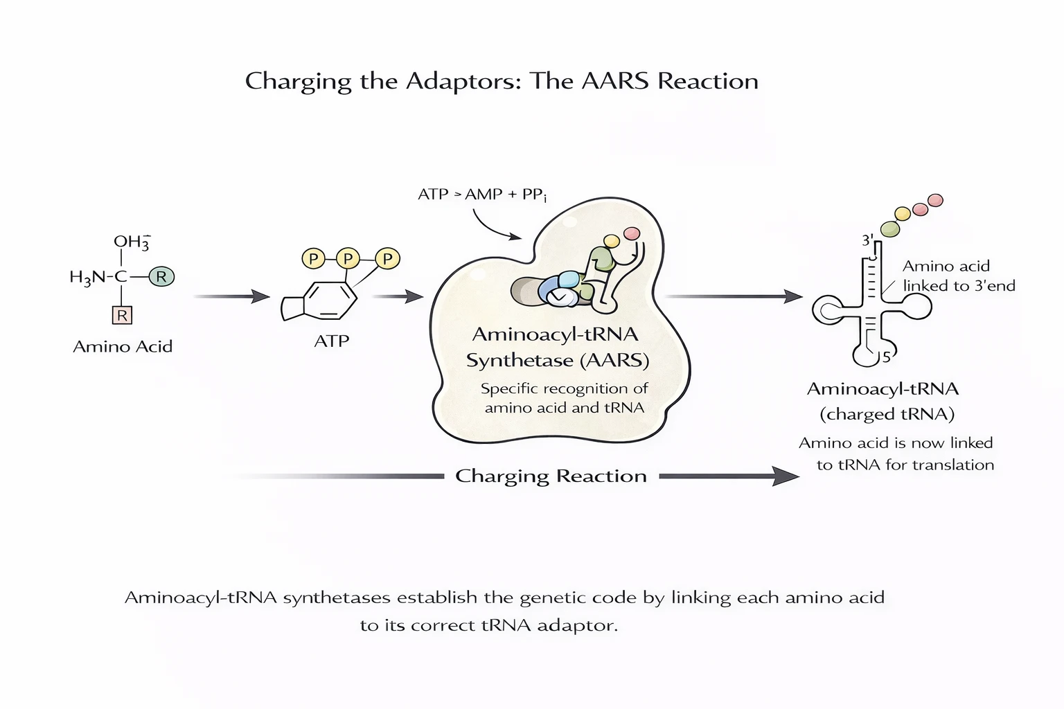 Aminoacyl-tRNA synthetase charging reaction using ATP to attach the correct amino acid to its cognate tRNA